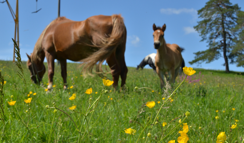 Wie KALKMEISTER Einstreukalk Futtergräser auf Pferdeweiden fördern