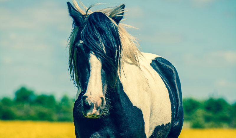 STEINKRAFT Zeolith für Pferde - Studien zur Wirksamkeit bei Kotwasser
