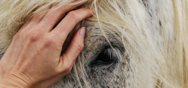 Let´s talk trust - wie können wir das Vertrauen unseres Pferdes gewinnen