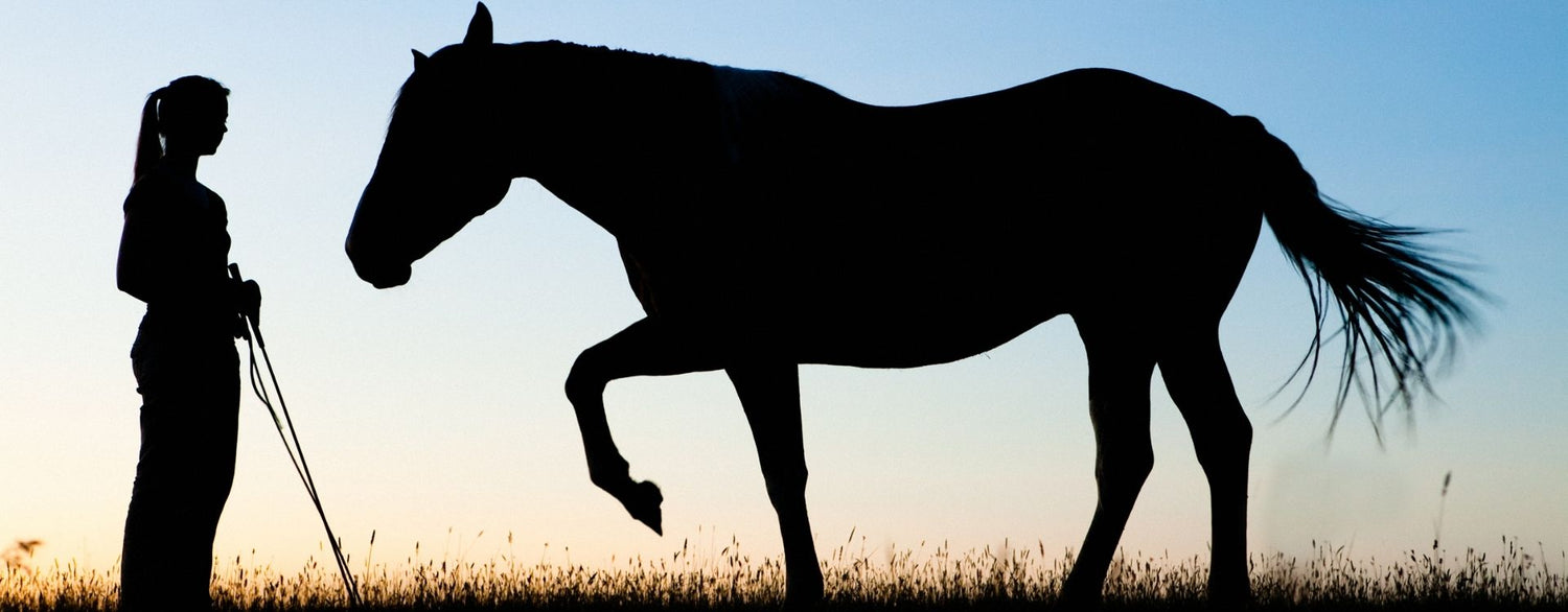 Der Darm des Pferdes – wie er wirklich funktioniert