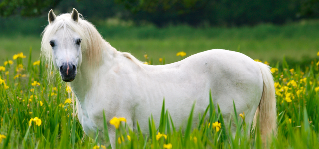 Pferd auf der Weide im Frühling