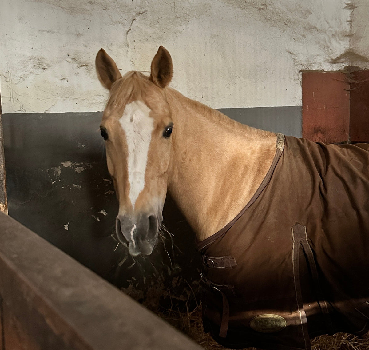 🍂 Pferdestall im Herbst: Feuchtigkeit & Ammoniak – so bleibt das Stallklima angenehm