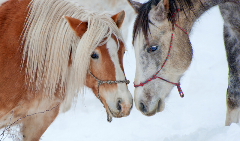 ❄️ Pferde im Winter – Herausforderungen für Darm, Stoffwechsel, Haut und Hufe