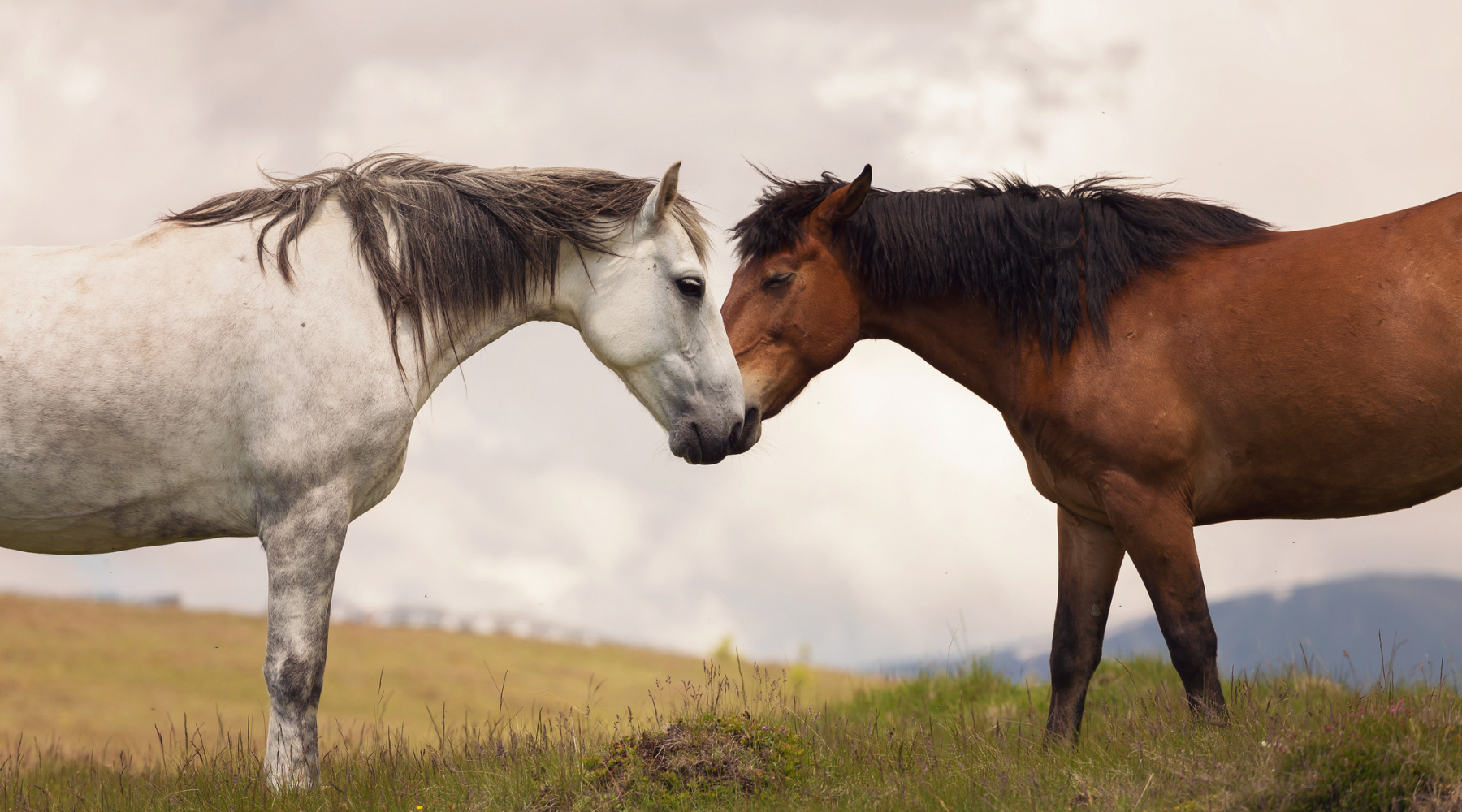 Mineralfutter beim Pferd - ja oder nein? Am Bild siehst du zwei Pferde