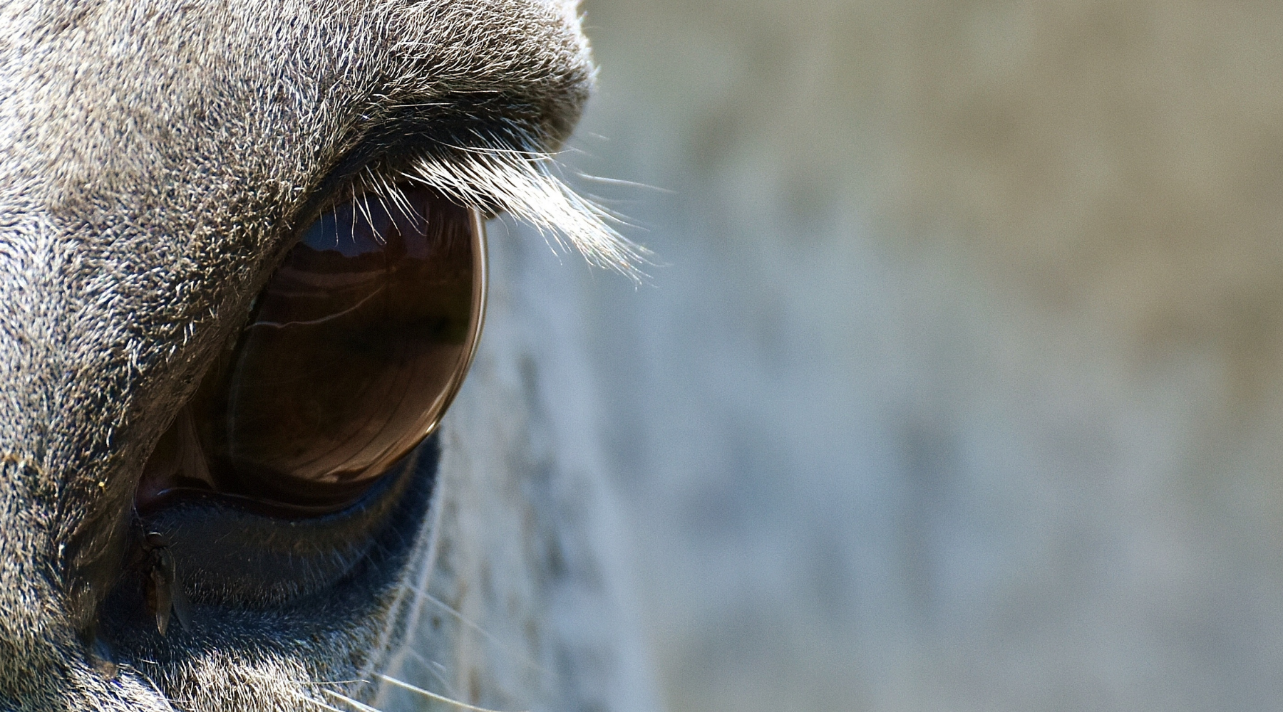 Die Psychologie des Pferdes - Pferdeauge