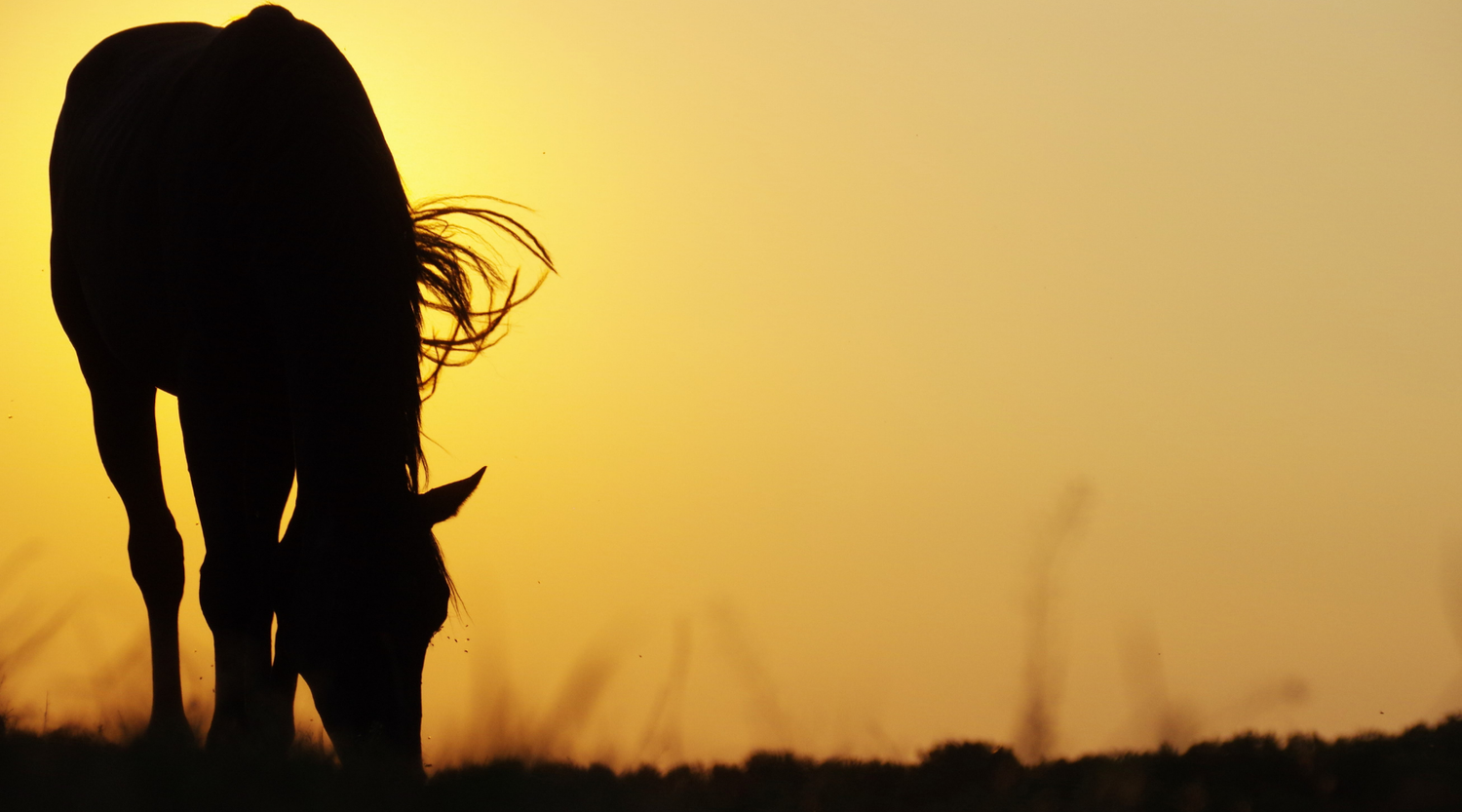 Pferd grast in der Abendsonne im Sommer - Zeolith unterstützt mit Schwarzkümmel bei Sommerekzemen und hält Mücken fern.