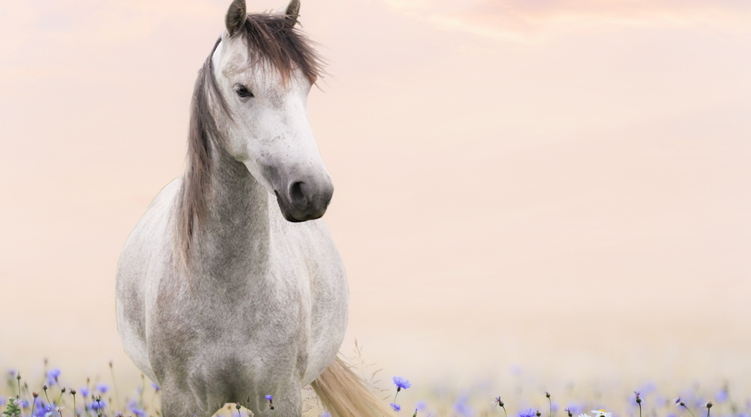 Pferd auf einer Frühlingswiese - Zeolith unterstützt bei der Futterumstellung