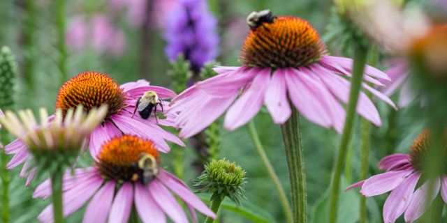 Warum Bienen wählerisch sind — und was das mit dem Brix-Wert zu tun hat