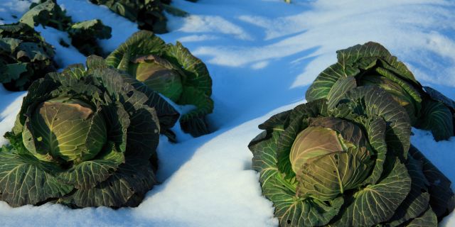 Boden und Garten im Winter - Kohlköpfe