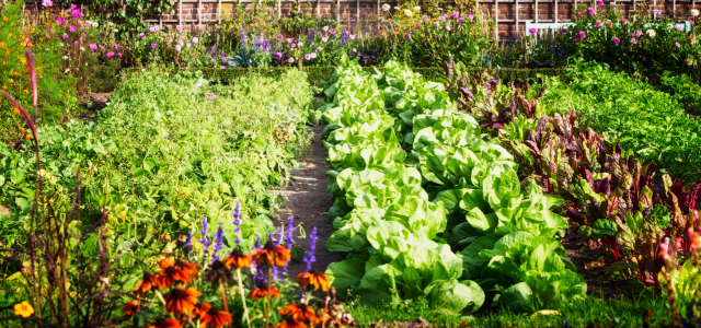 Zeolith im Garten – Wirkung, Anwendung und Erfahrungen für einen lebendigen Boden