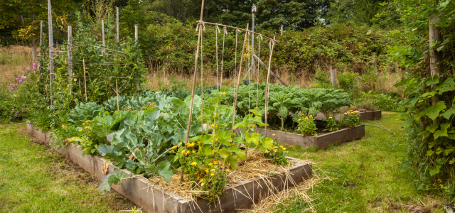 Zeolith im Garten richtig anwenden - Der umfassende Leitfaden für Boden, Hochbeet, Rasen und Jungpflanzen
