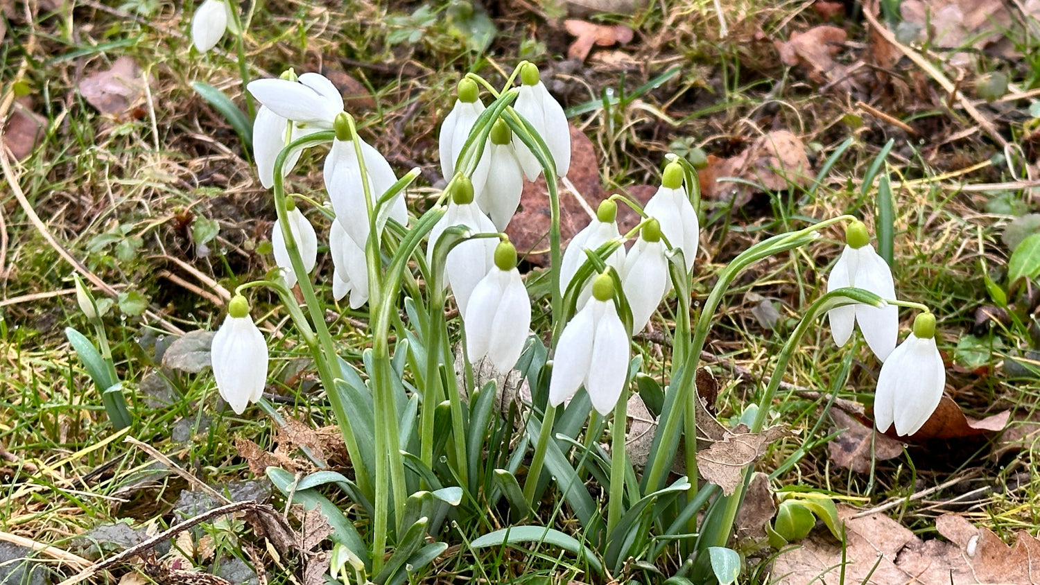 Frühlingsarbeit im Garten