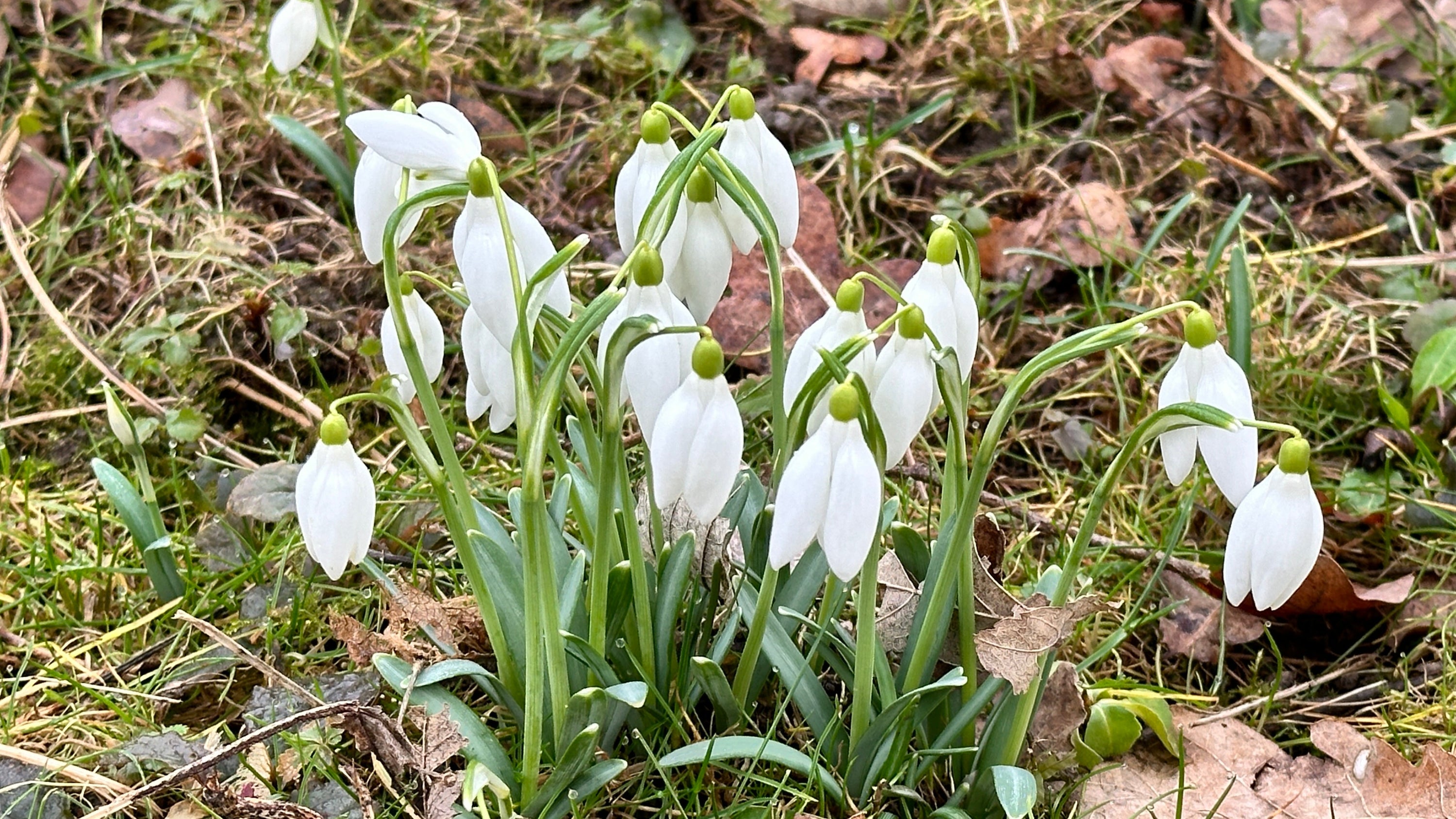 Frühlingsarbeit im Garten