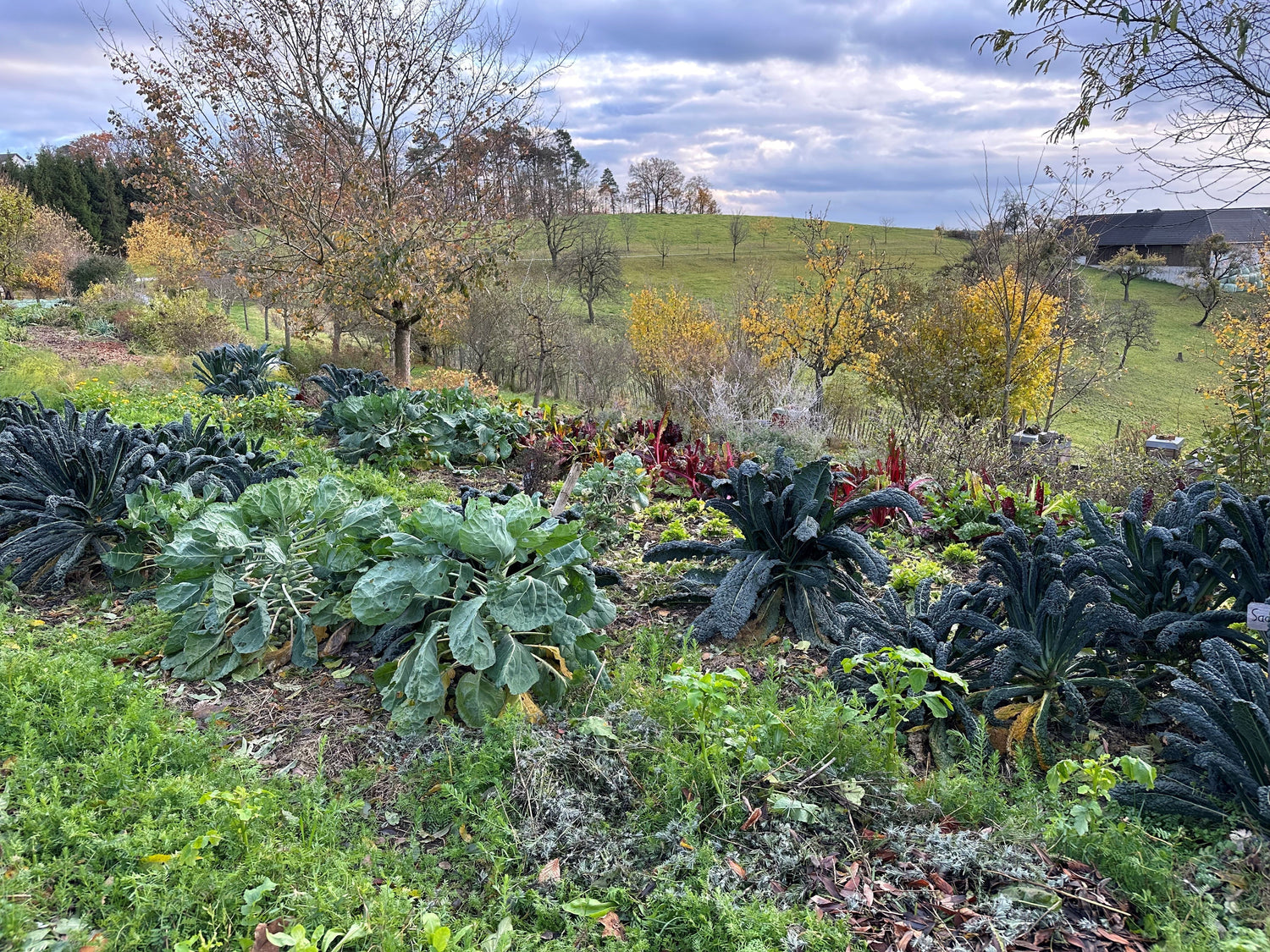 Brot aus Steinen – Julius Hensels Vision und warum mineralischer Dünger heute aktueller ist denn je