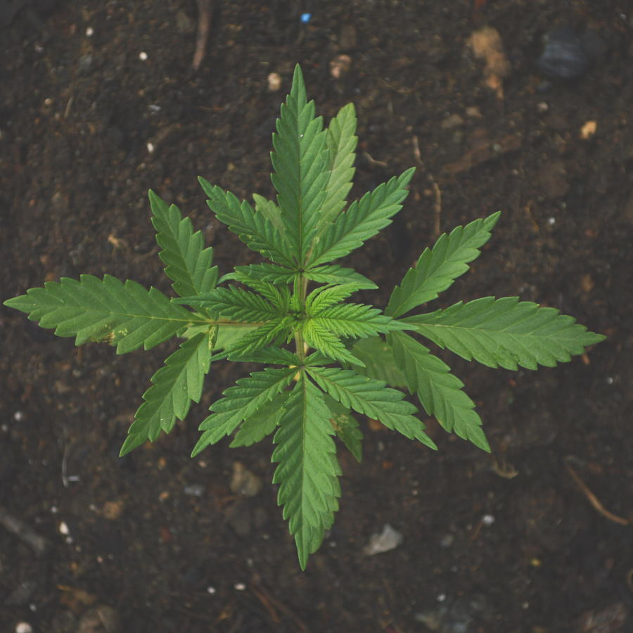 HANFKRAFT — der mineralische Booster der die Cannabispflanze von innen stärkt