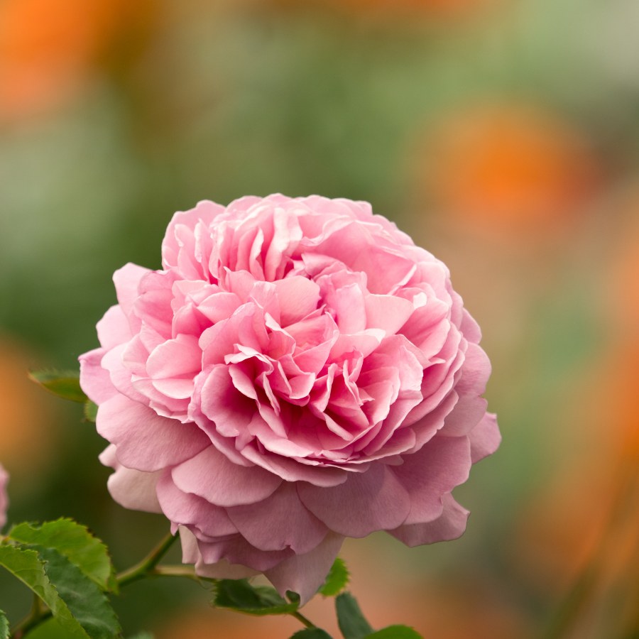 Rosen die sich selbst schützen — intensivere Blüten, weniger Schädlinge, gesunder Boden