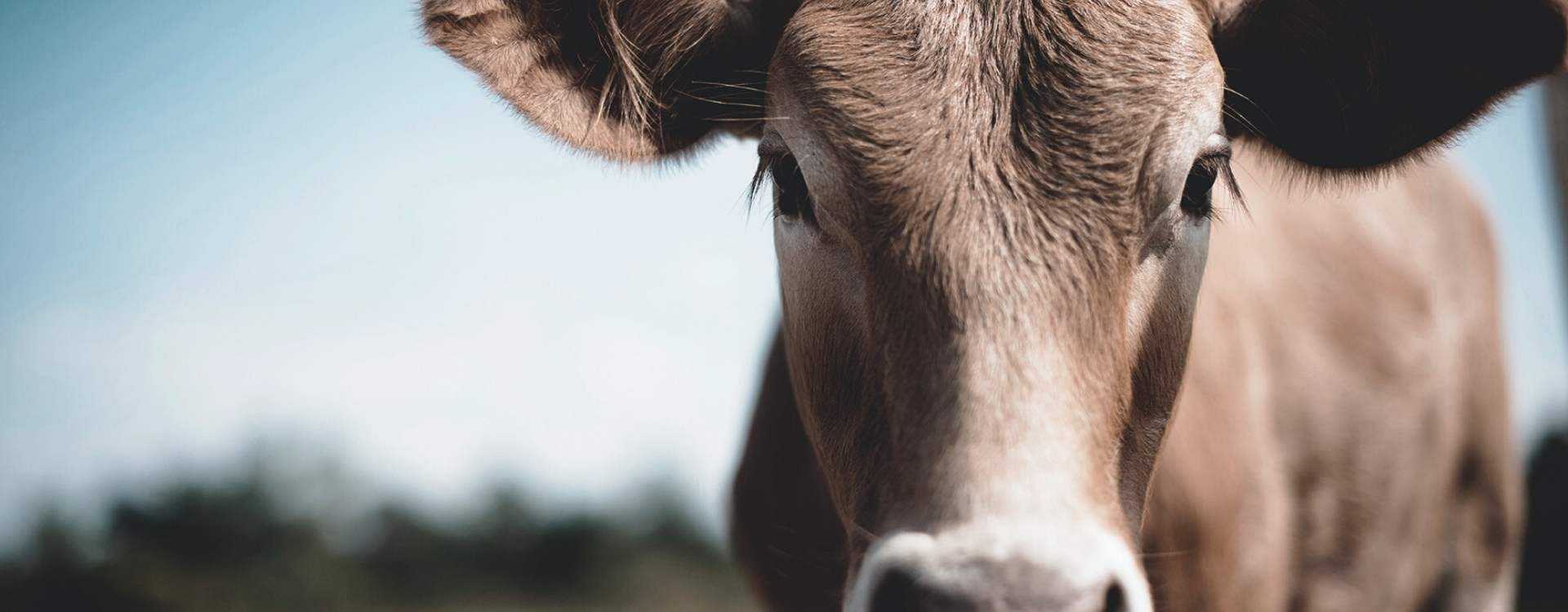 STEINKRAFT Erfolgsstories – Zeolith Tierhygiene Landwirtschaft