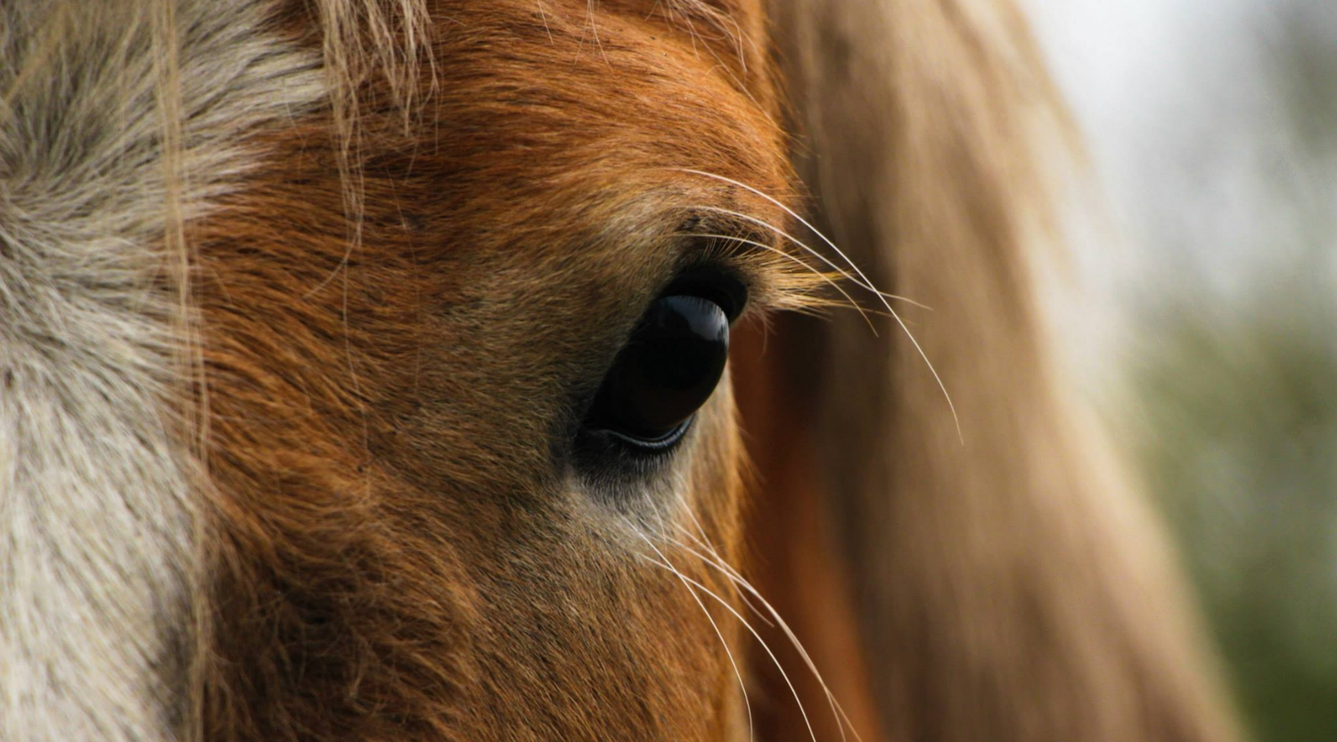Schadstoffe im Pferdefutter - Schutz vor diesen Giften