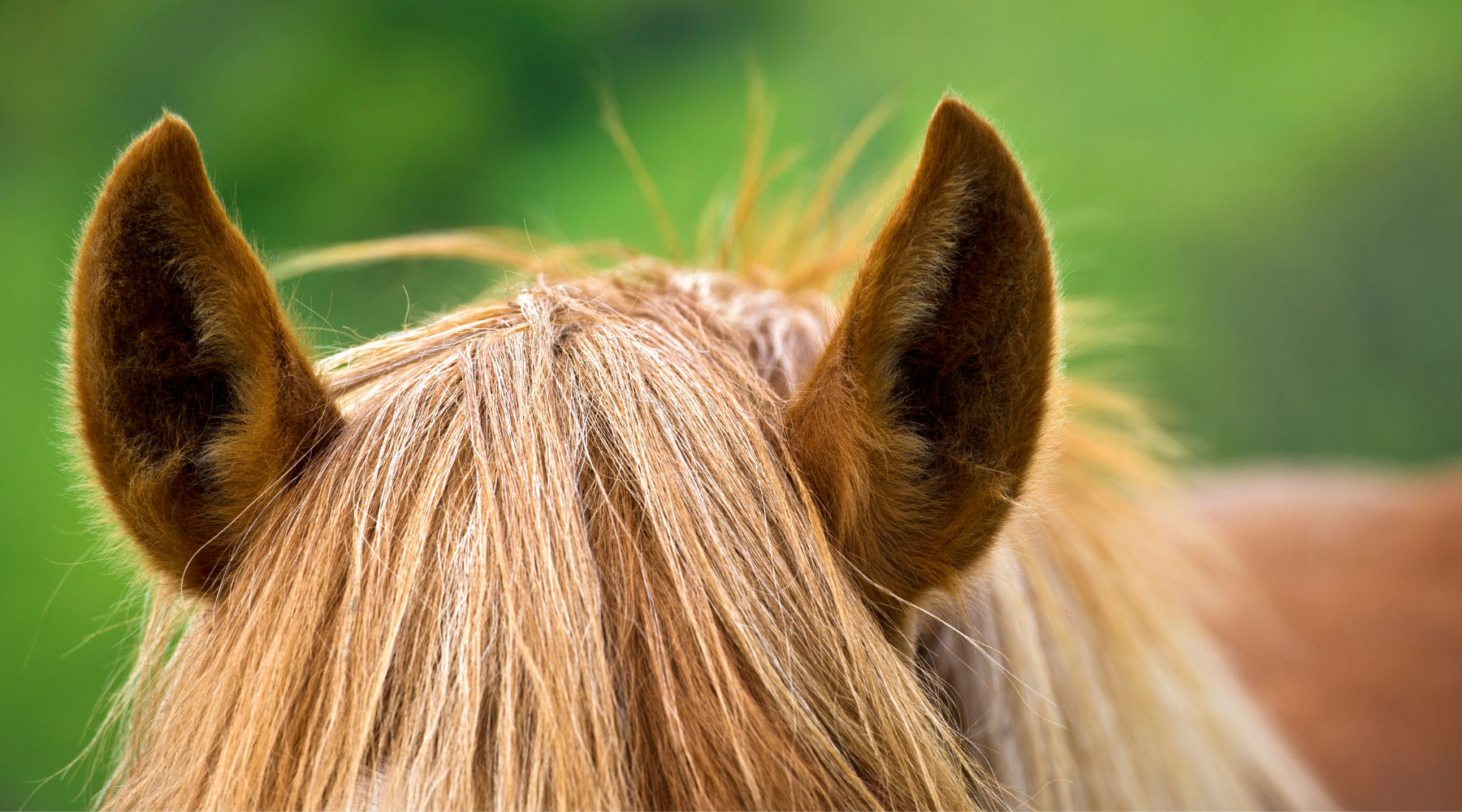 Pferdeohren und Pferdemähne Hufrehe Zeolith unterstützt