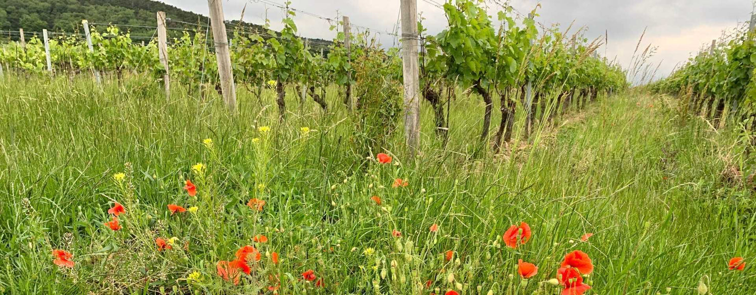 Trockenheit und Wetterumschwünge - Viele Winzer in Österreich gehen neue Wege