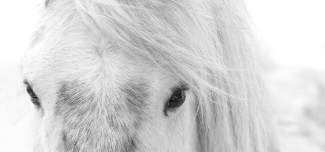 Steinkraft Zeolith Blog I Dosierung und Anwendung bei Fütterung von Zeolith bei Pferden