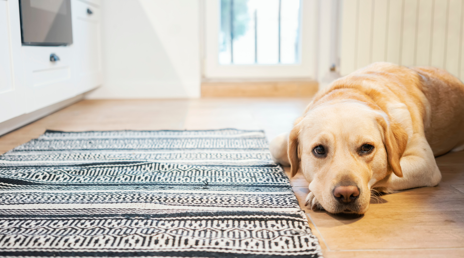 Durchfall bei Hunden: Ursachen, Symptome und Hausmittel