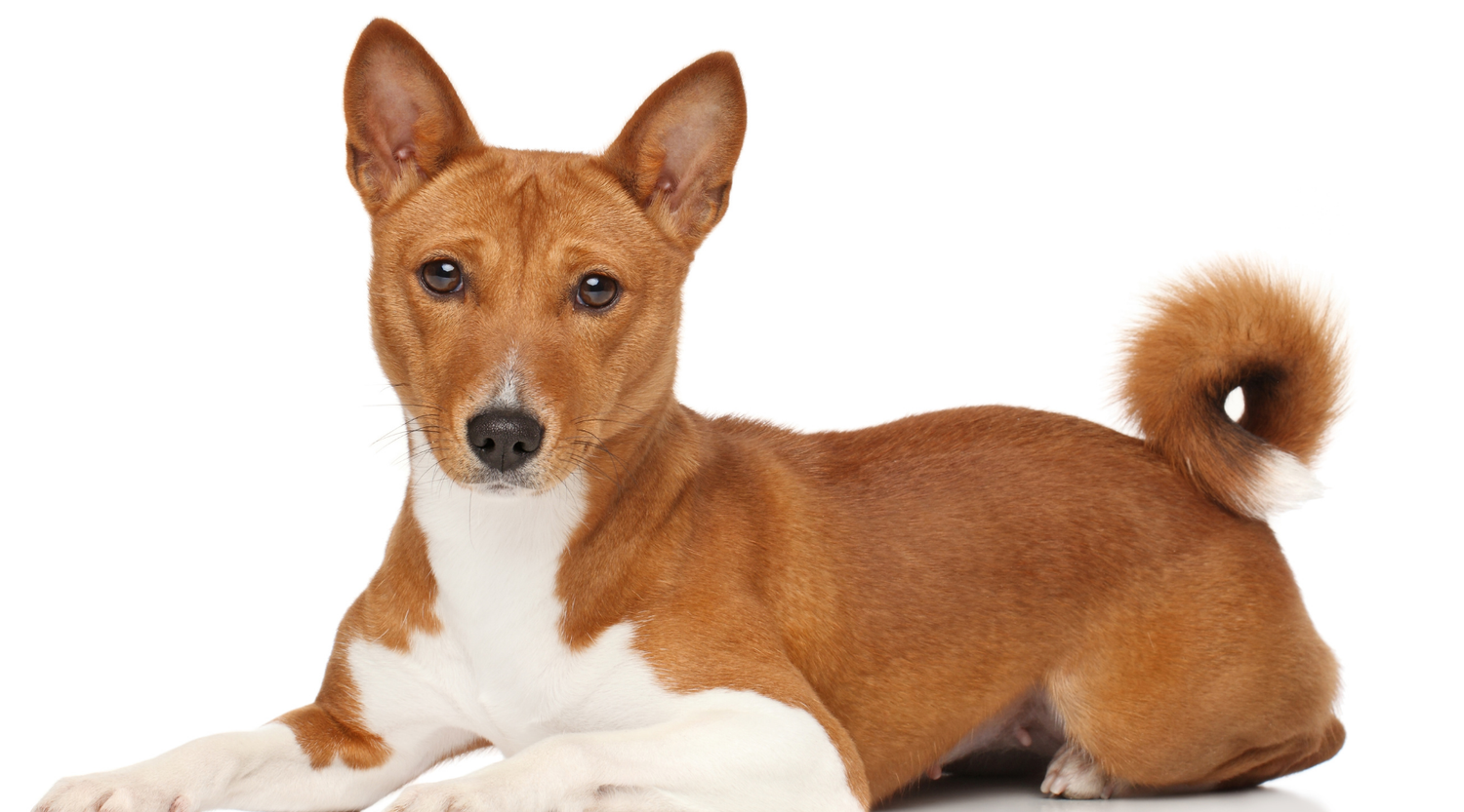 Wie dosiert man Zeolith für Hunde richtig? Ein Leitfaden für Hundefreunde.