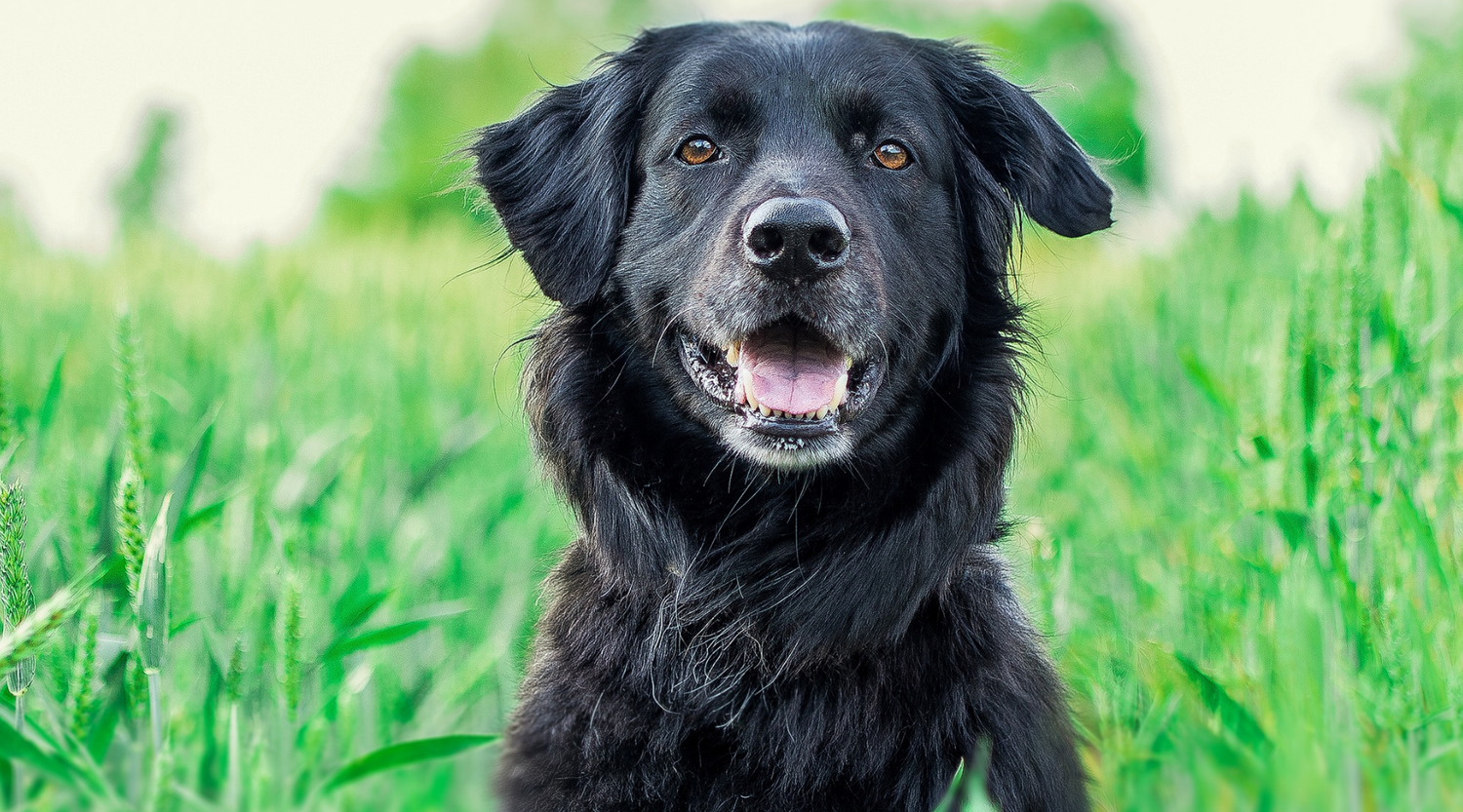Klinoptilolith-Zeolith: Hoffnung für Hunde mit Tumoren