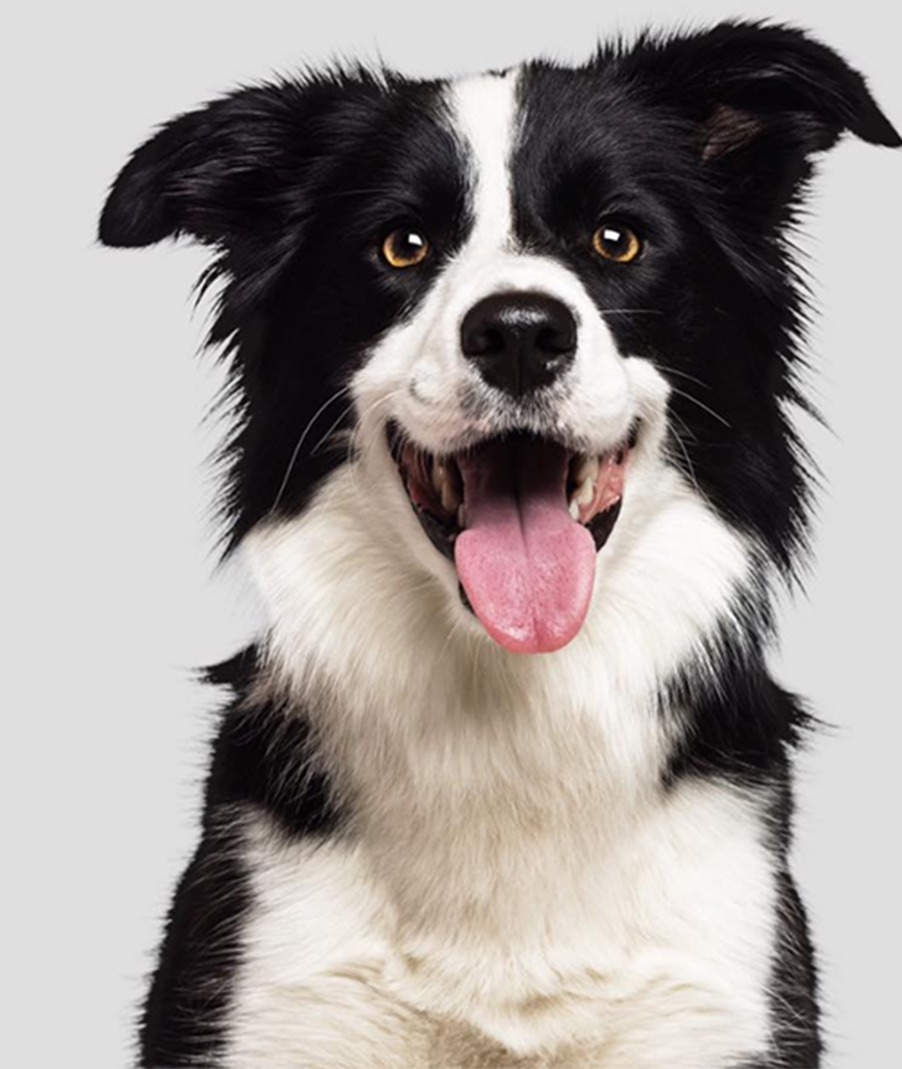 Zeolith für Hunde kaufen Premiumqualität