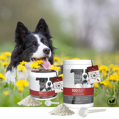 Zeolith für Hunde unterstützt das Immunsystem und bei Durchfall - Collie liegt in Löwenzahnwiese mit DOGKRAFT Produkten