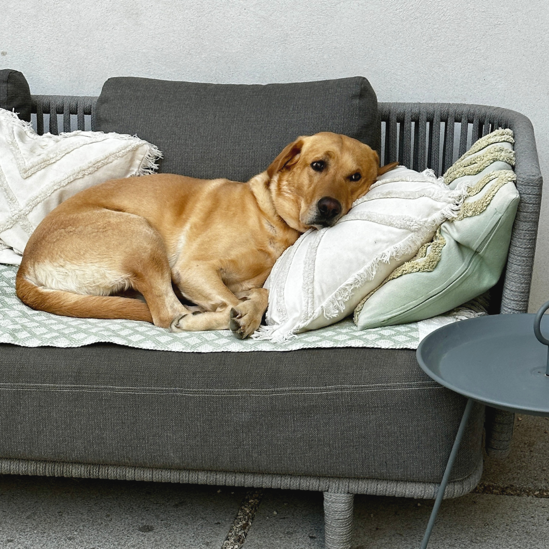 Ezra LabradorRetriever unser Steinkraft Hund