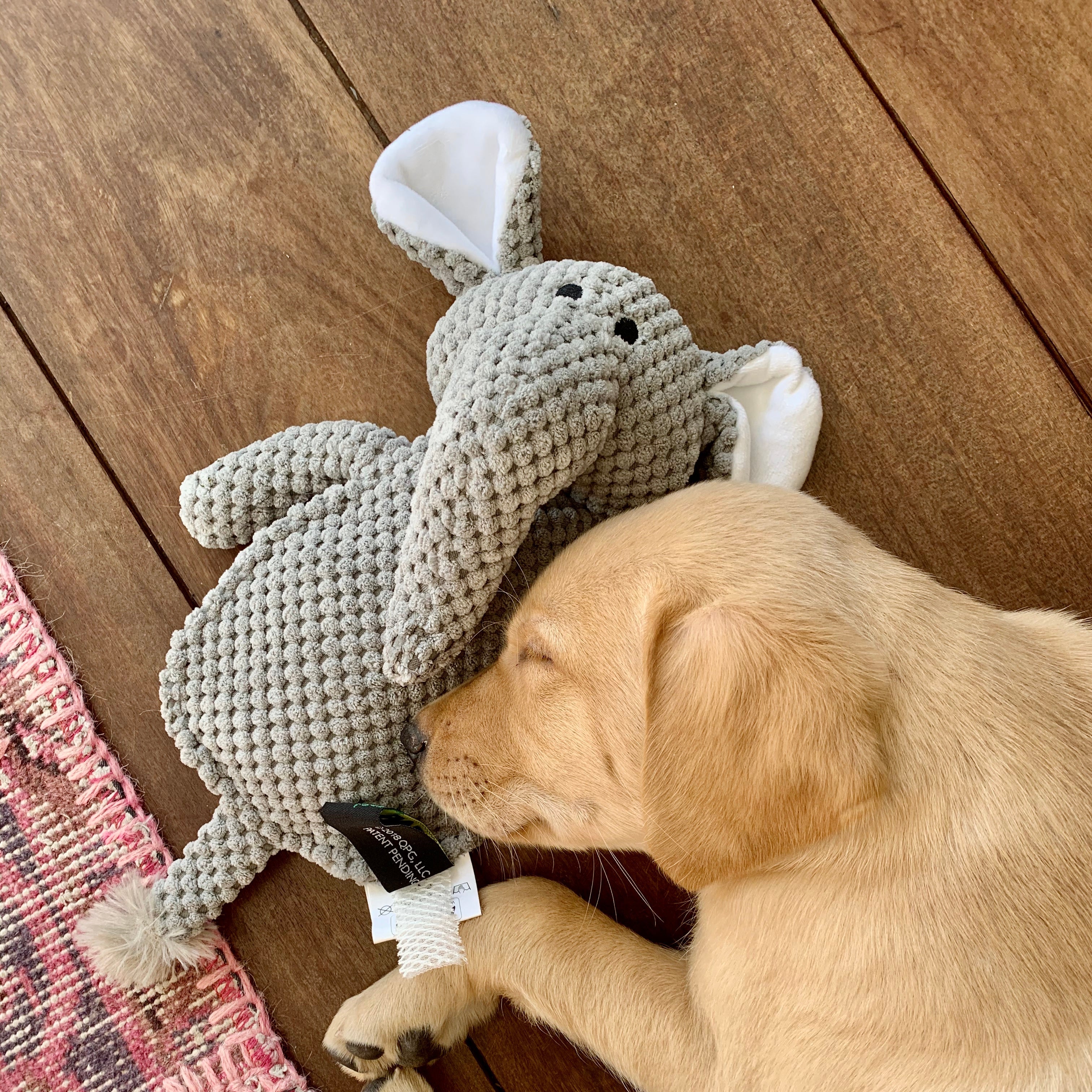 STEINKRAFT Zeolith Team: Baby-Ezra unser LabradorRetriever mit Stofftier