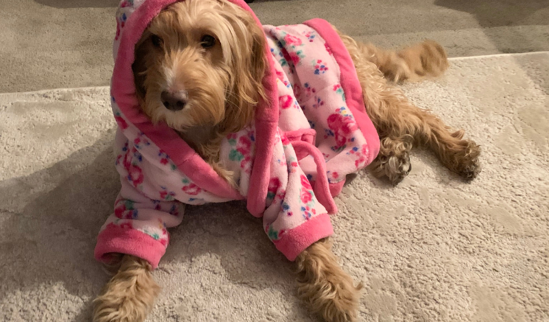 Hunde im Herbst benötigen gute Fellpflege - Hund mit Bademantel