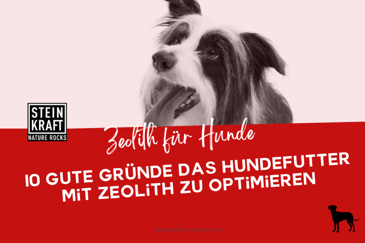STEINKRAFT Zeolith für Hund Blogbeitrag: 10 gute Gründe das Hundefutter mit Zeolith zu optimieren.