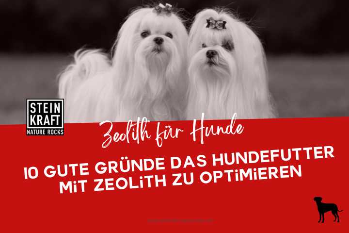 STEINKRAFT Zeolith für Hund Blogbeitrag: 10 gute Gründe das Hundefutter mit Zeolith zu optimieren.