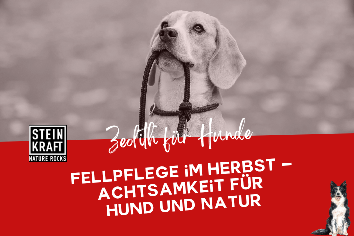 STEINKRAFT Zeolith für Hunde Blogbeitrag: Fellpflege im Herbst - Achtsamkeit für Hund und Natur