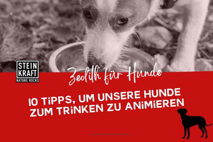 STEINKRAFT Zeolith für Hunde Blog: 10 Tipps um unsere Hunde zum Trinken zu animieren.