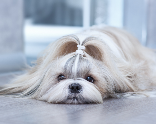 Kleiner weisser Hund wird unterstützt mit Zeolith nach Impfungsreaktionen