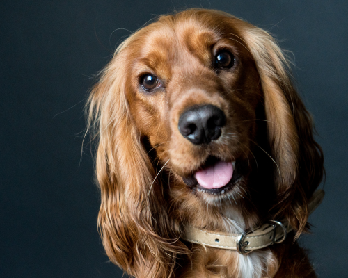 Hund bekommt Zeolith  im Urlaub ins Hundefutter dazu