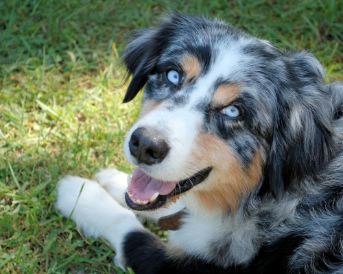 Australian Shephard liegt im Gras und bekommt Zeolith ins Hundefutter nach Wurmkur