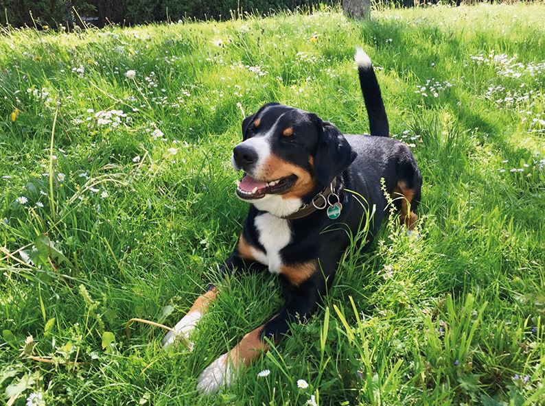 Zeolith für Hunde Entlebucher Sennenhund auf Frühlingswiese