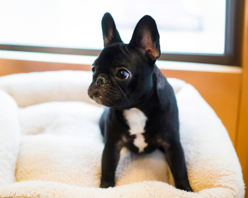 Französische Bulldogge bekommt Zeolith vor ihren Impfungen