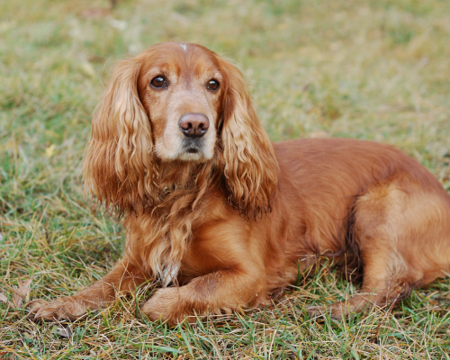 Cocker Spaniel bekommt Zeolith ins Futter dazu