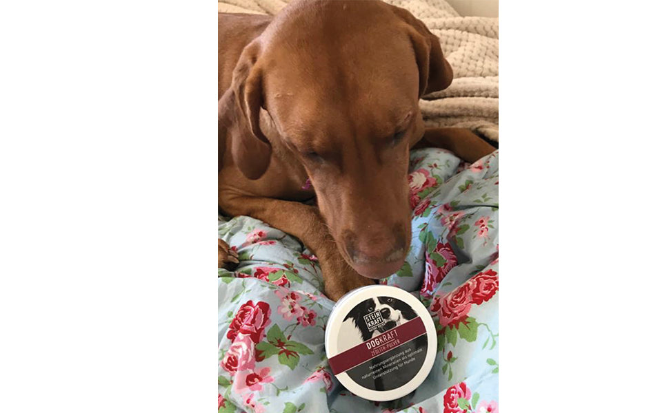 Vizsla Rüde schaut auf Dogkraft Zeolith Dose