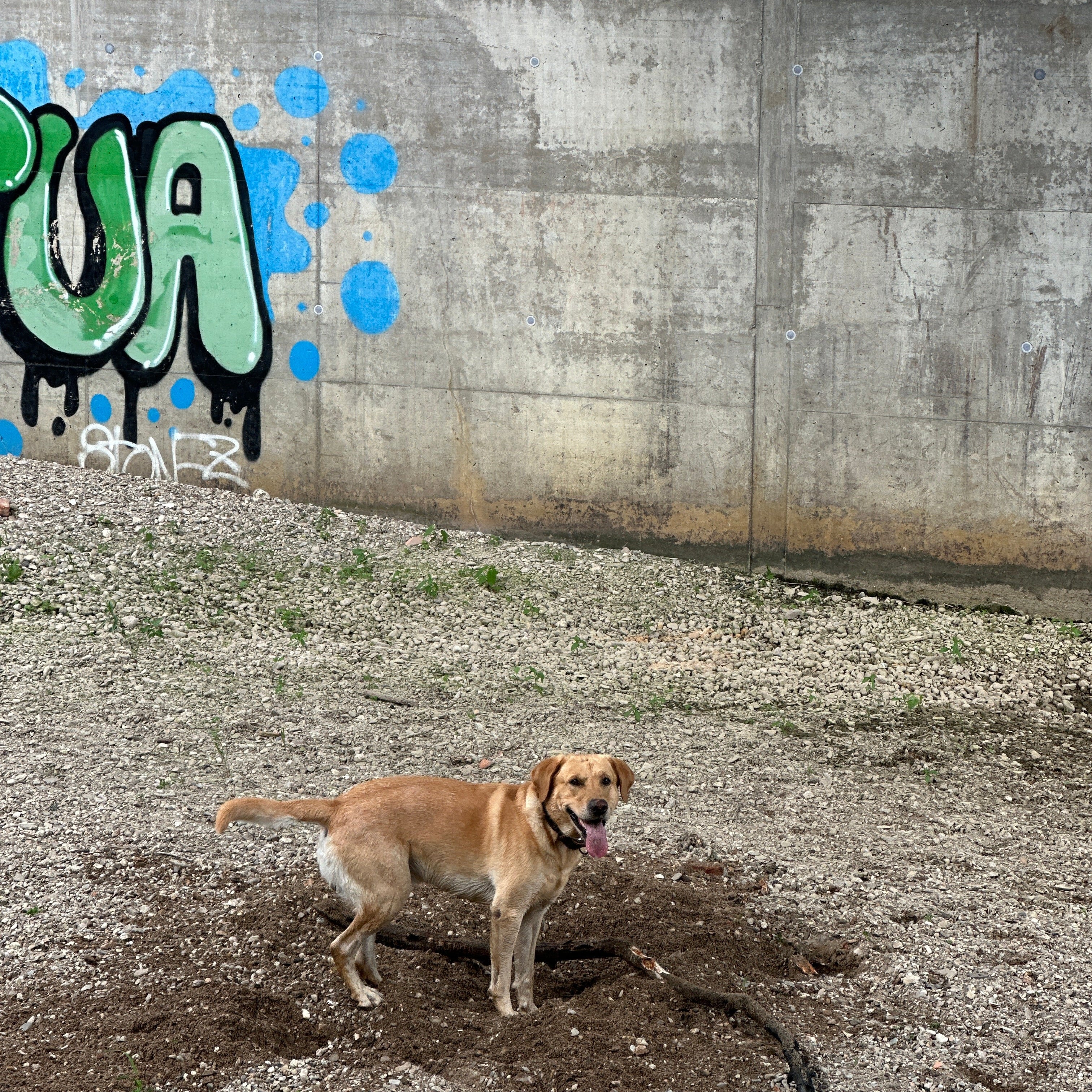 Labrador Retriever buddelt im Sand am Ufer der Url