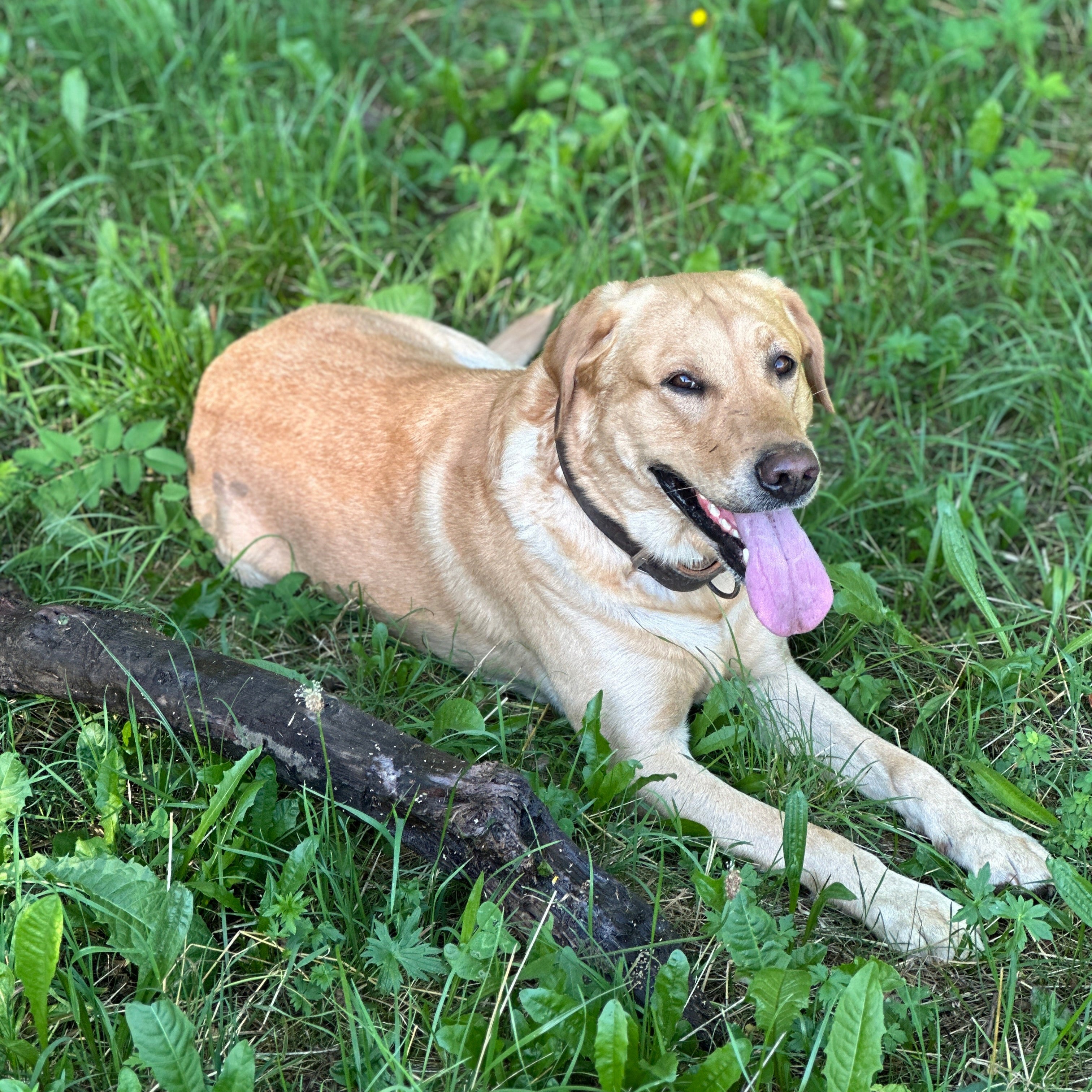 STEINKRAFT Zeolith für Hunde: Labrador Retriever liegt im Gras 