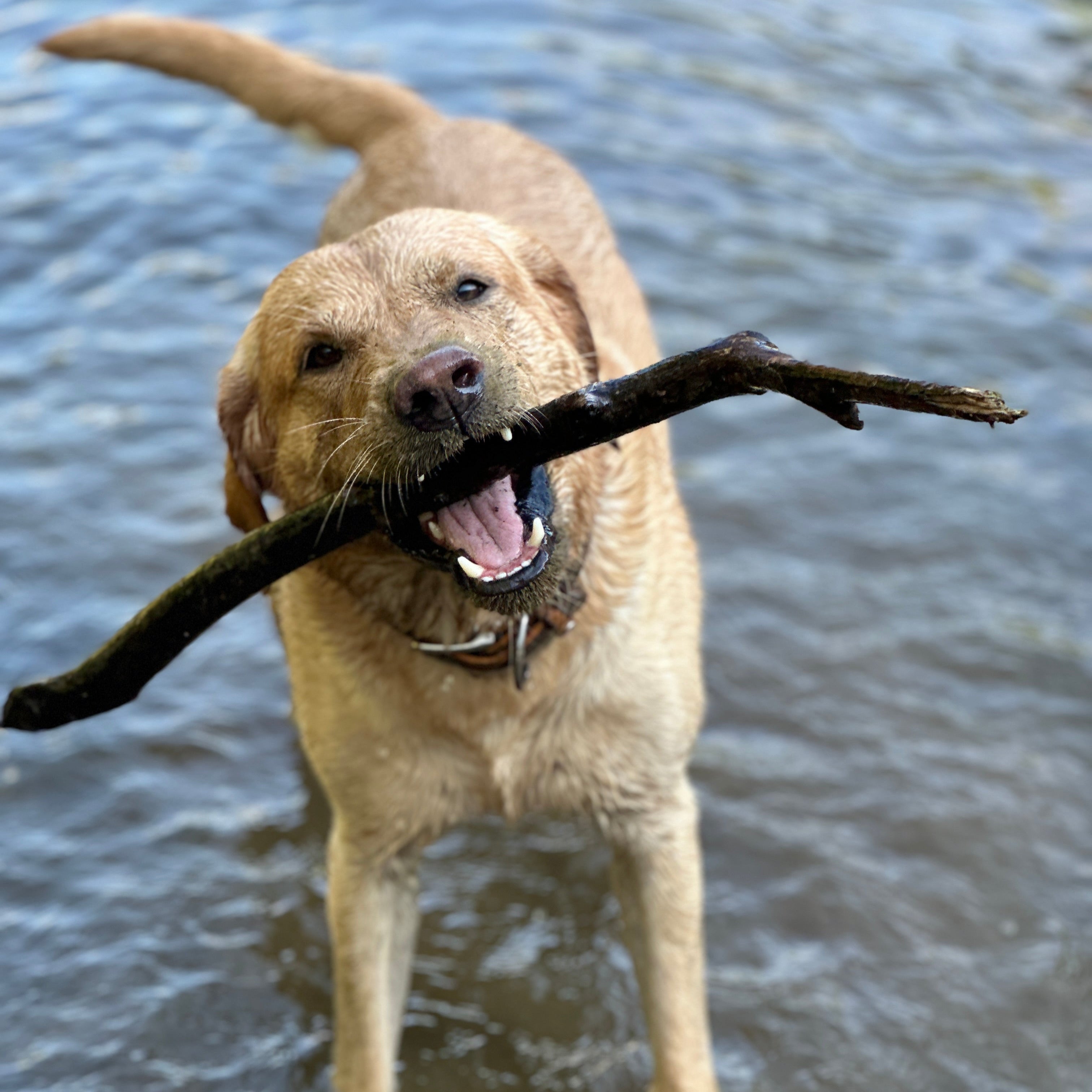 LabradorRetriever mit Stock beim Baden im Fluss