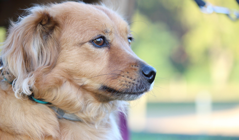 Zeolith bei Hunden unterstützt bei Durchfall und Juckreiz
