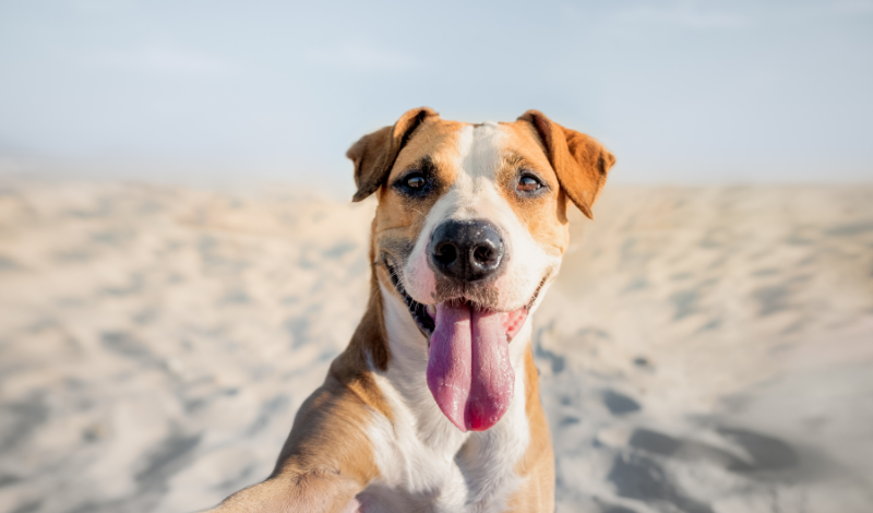 Zeolith für Hunde unterstützt bei Durchfall