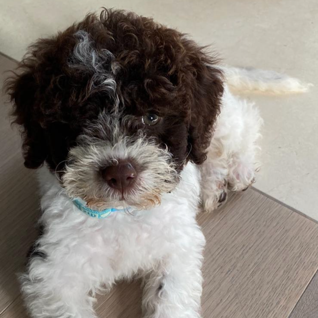 Kleiner Labradoodle bekommt Zeolith ins Hundefutter - das unterstützt die Entgiftung